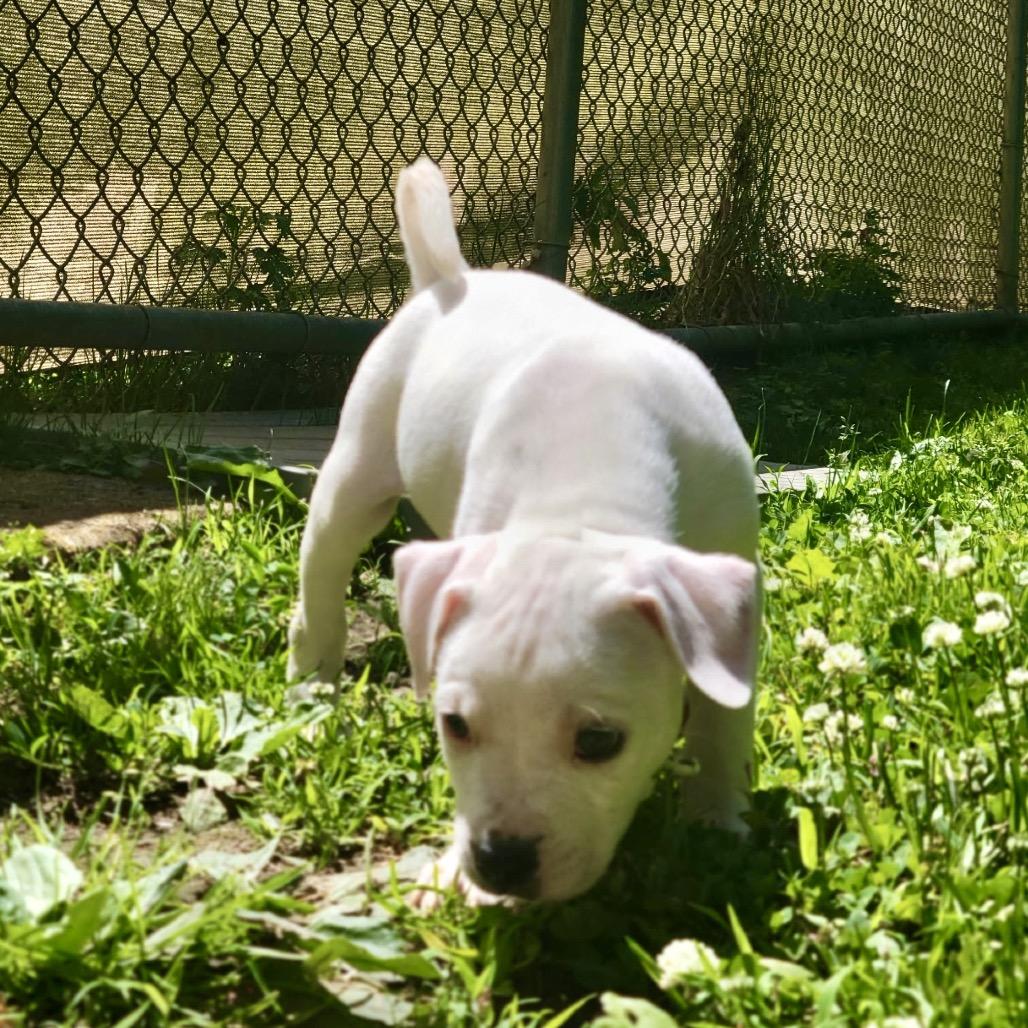 Enlarge Milk Bar, a Adoptable mixed breed in New Fairfield, CT image 3/5