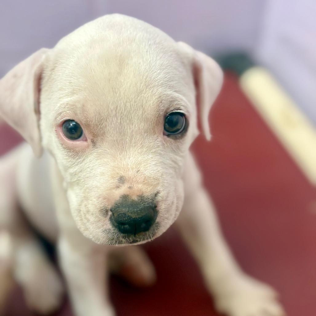 Enlarge Milk Bar, a Adoptable mixed breed in New Fairfield, CT image 4/5