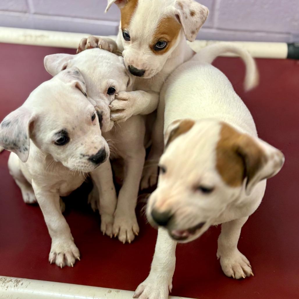 Enlarge Milk Bar, a Adoptable mixed breed in New Fairfield, CT image 5/5
