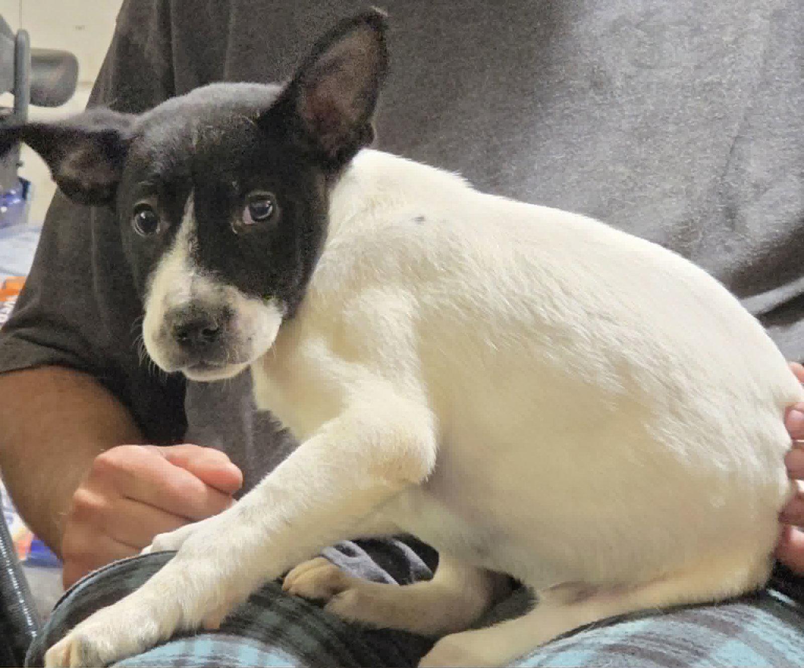 Edena, Adoptable, Puppy Female Australian Cattle Dog / Blue Heeler.