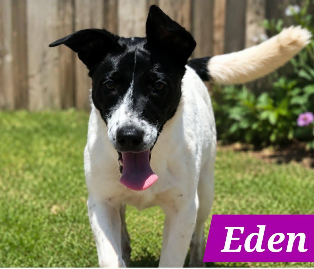 Edena, a Adoptable Australian Cattle Dog / Blue Heeler in Minneapolis, MN image 2/3