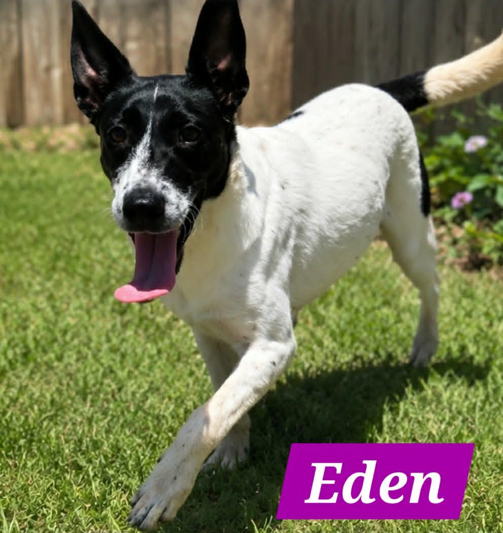Edena, a Adoptable Australian Cattle Dog / Blue Heeler in Minneapolis, MN image 3/3