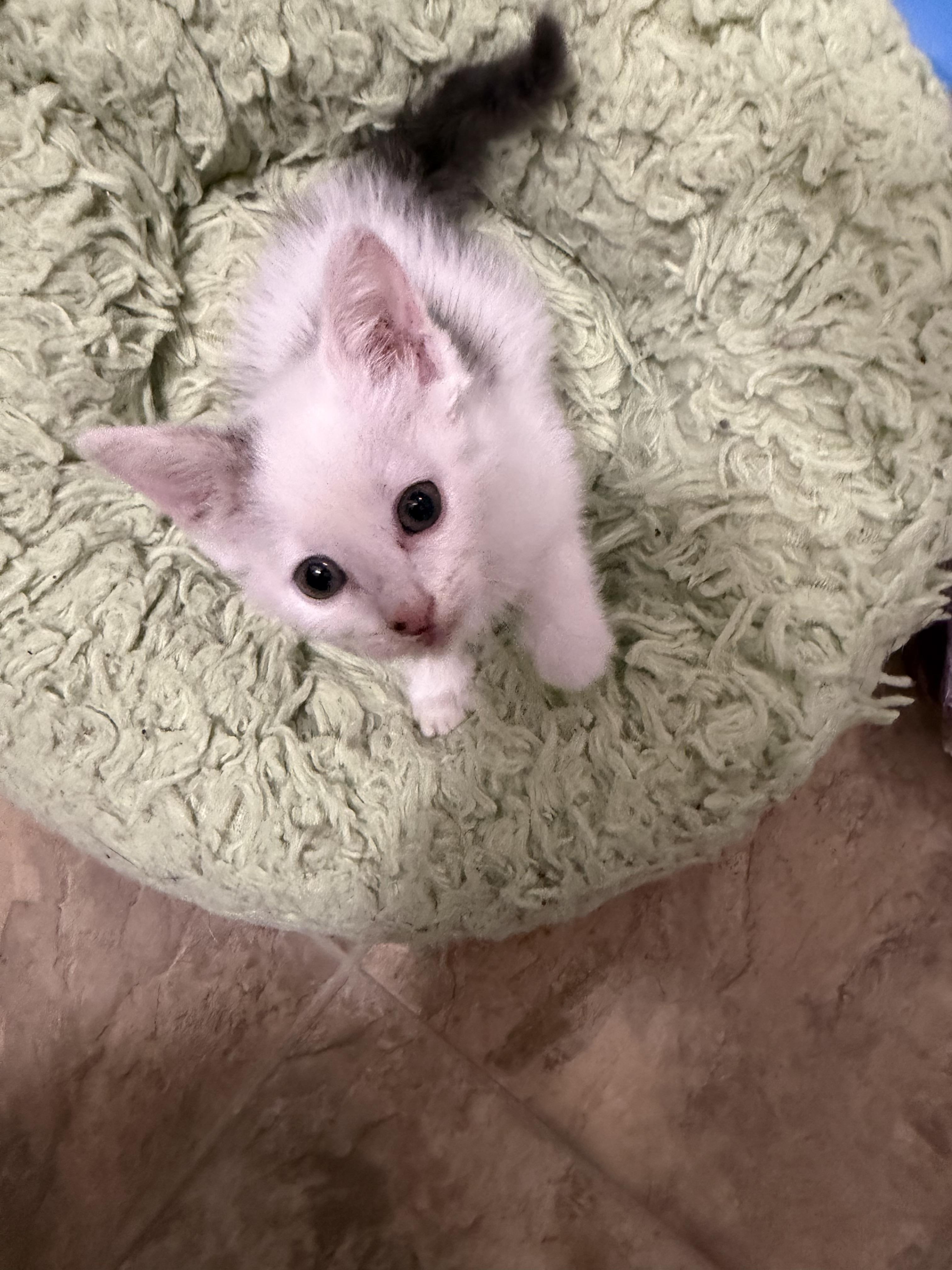 Enlarge Button, a Adoptable Domestic Short Hair in Greensboro, NC image 2/2