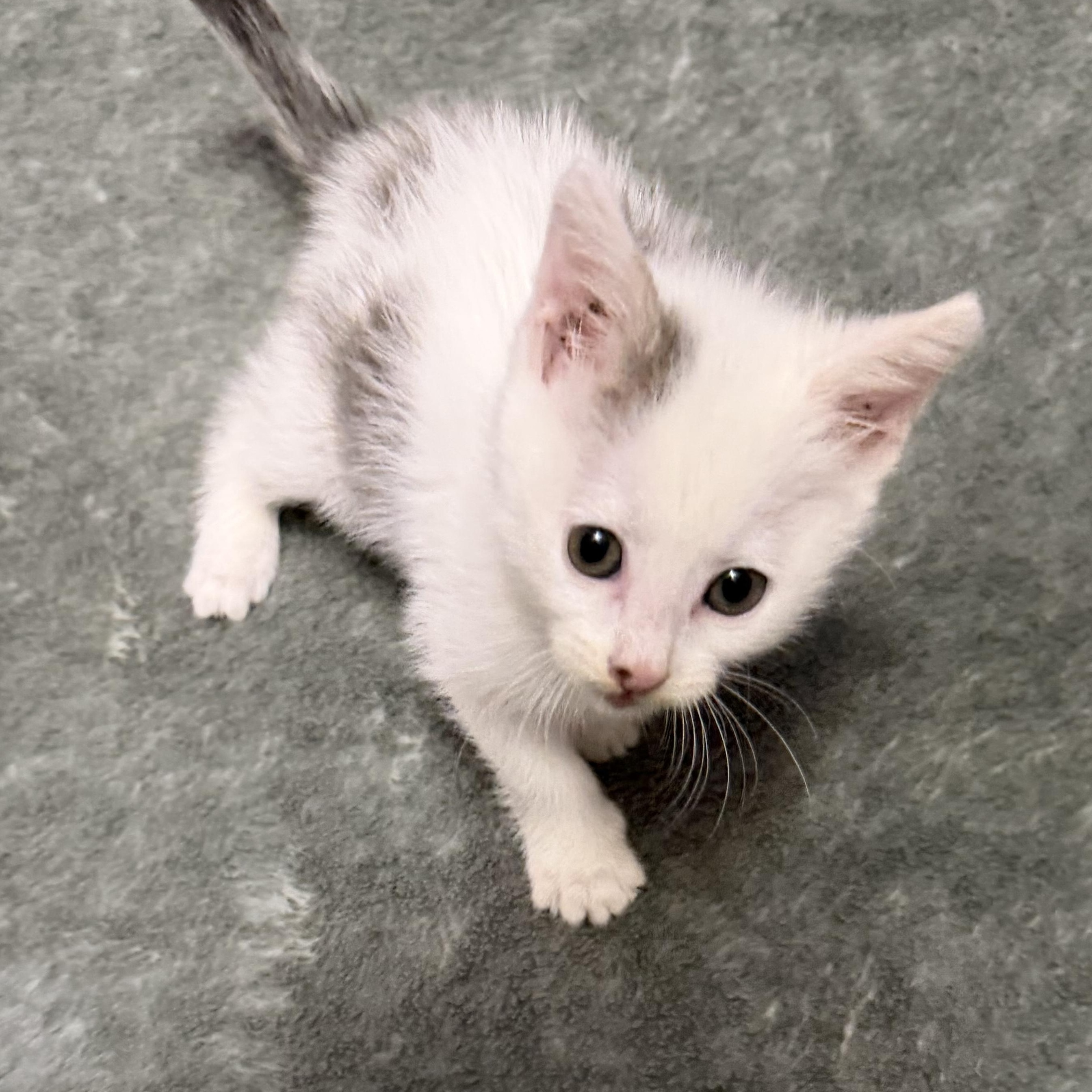 Button, Adoptable, Young Female Domestic Short Hair.