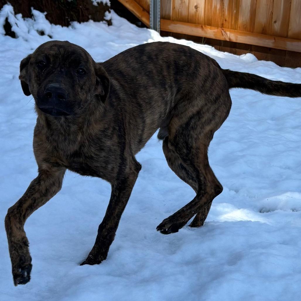 Manny, Adoptable, Young Male Catahoula Leopard Dog.