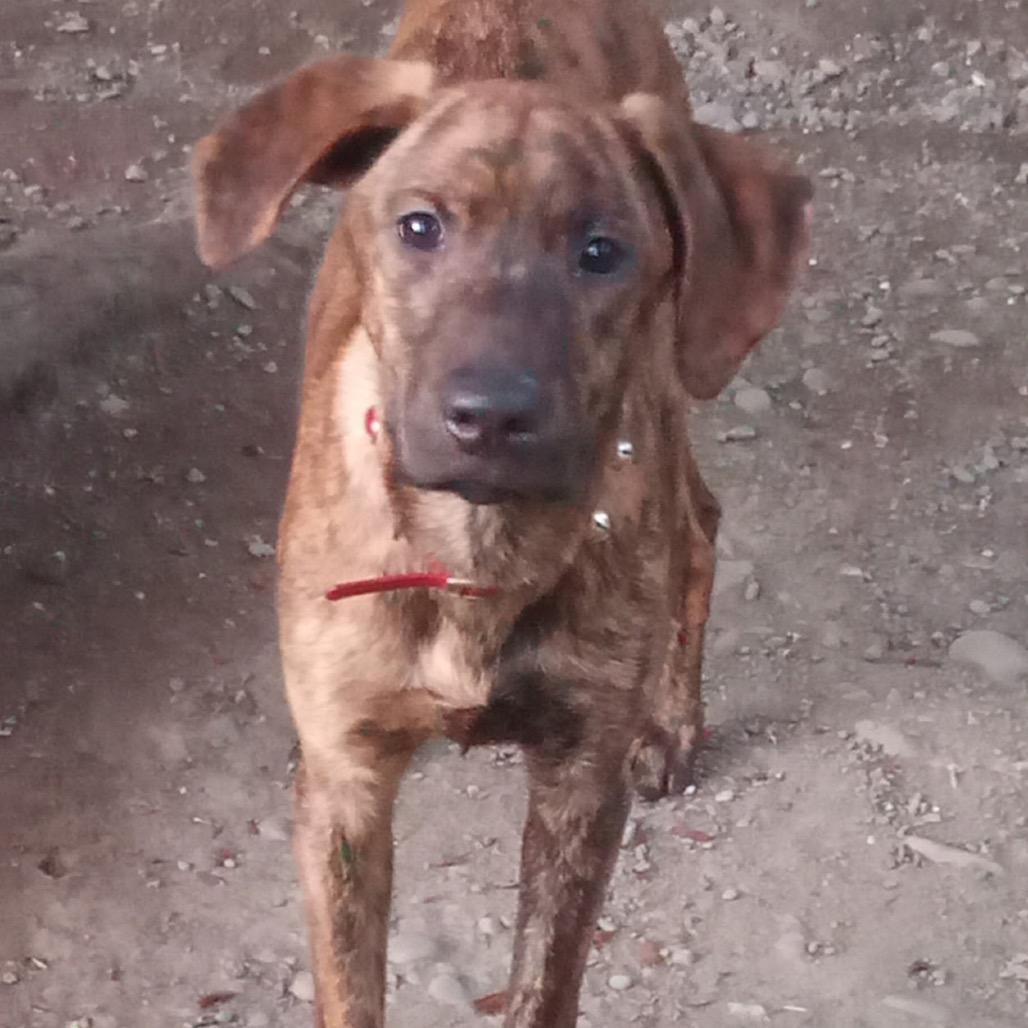 Enlarge Manny, a Adoptable Catahoula Leopard Dog in Lakehead, CA image 2/5