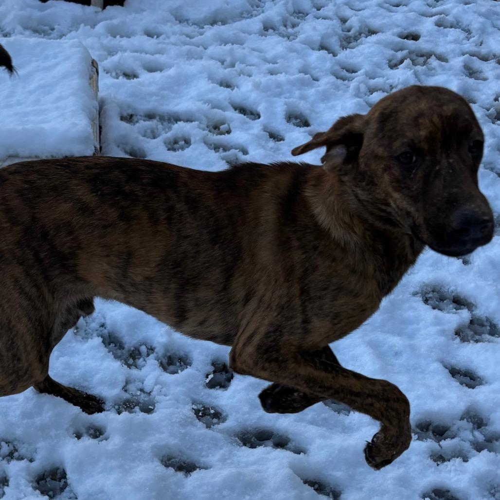 Enlarge Manny, a Adoptable Catahoula Leopard Dog in Lakehead, CA image 3/5