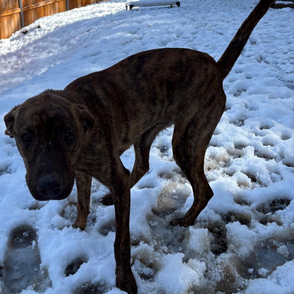 Enlarge Manny, a Adoptable Catahoula Leopard Dog in Lakehead, CA image 4/5