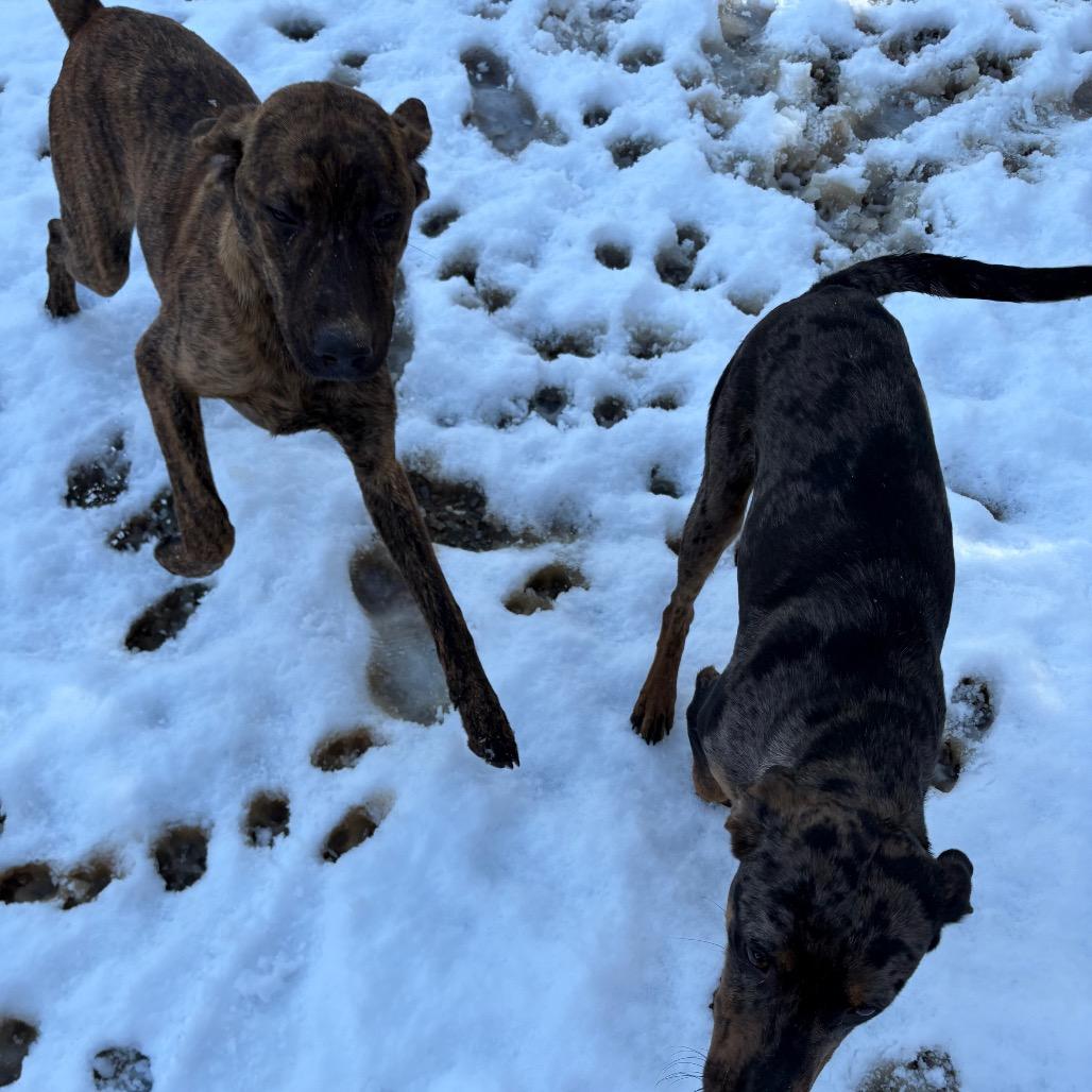 Enlarge Manny, a Adoptable Catahoula Leopard Dog in Lakehead, CA image 5/5