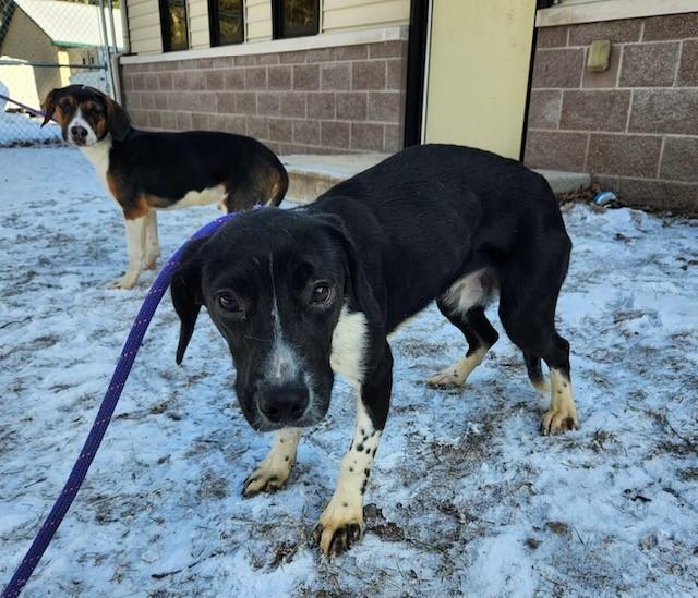 Luigi, ADOPTABLE, Young Male Beagle.