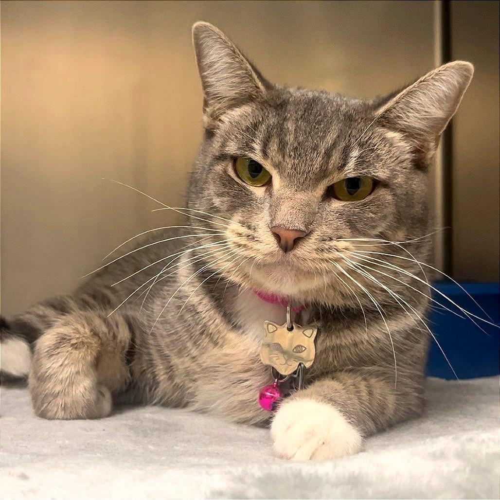 Tawanda, Adoptable, Adult Female American Shorthair.