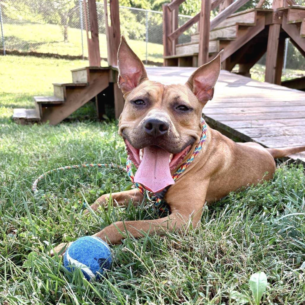 Ernie, Adoptable, Adult Male Pit Bull Terrier.