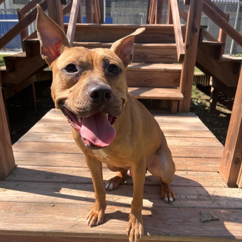Ernie, a Adoptable Pit Bull Terrier in Kansas City, KS image 2/2