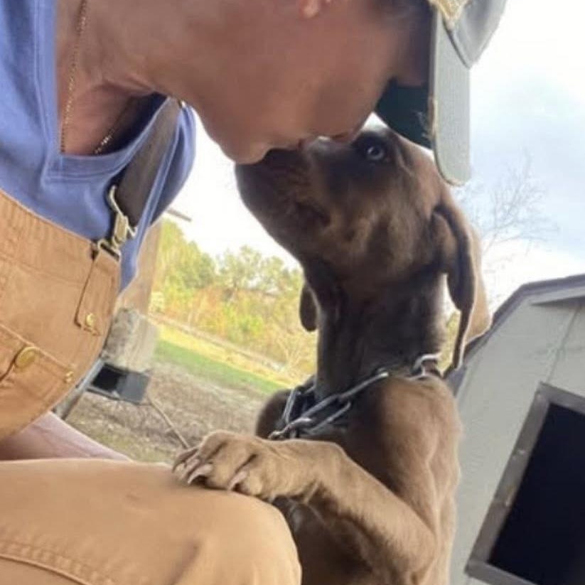 Enlarge Charlie Brown, a ADOPTABLE mixed breed in Bethlehem, PA image 6/6