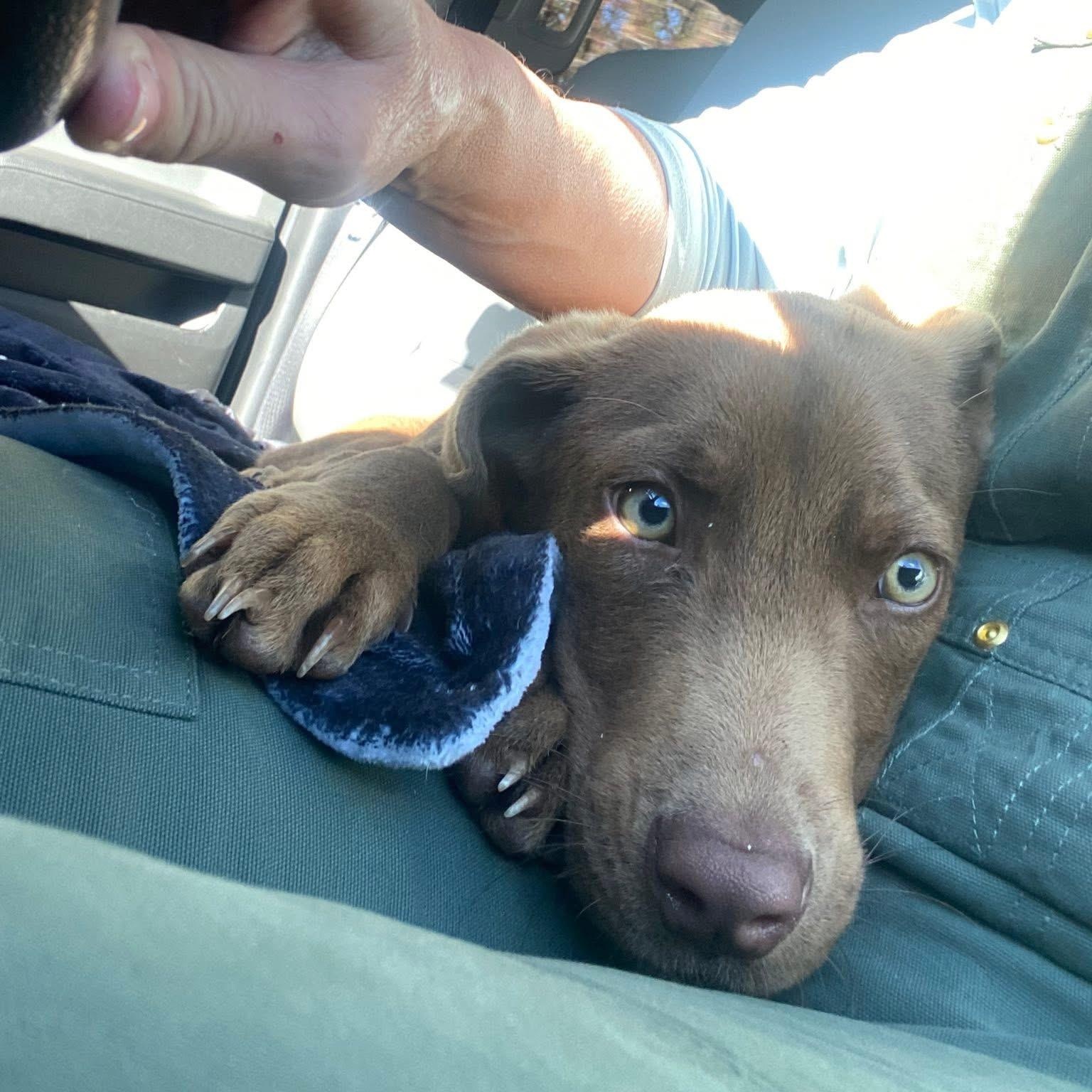 Enlarge Charlie Brown, a ADOPTABLE mixed breed in Bethlehem, PA image 4/6