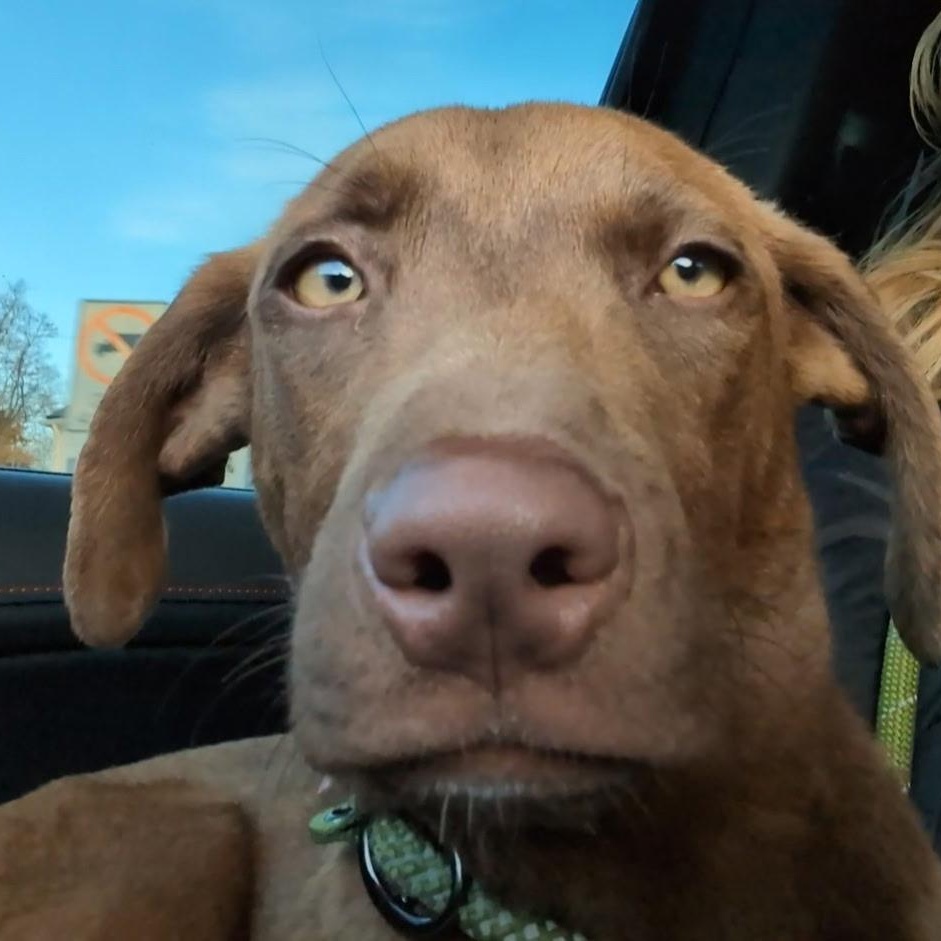 Enlarge Charlie Brown, an adopted mixed breed in Bethlehem, PA image 3/6