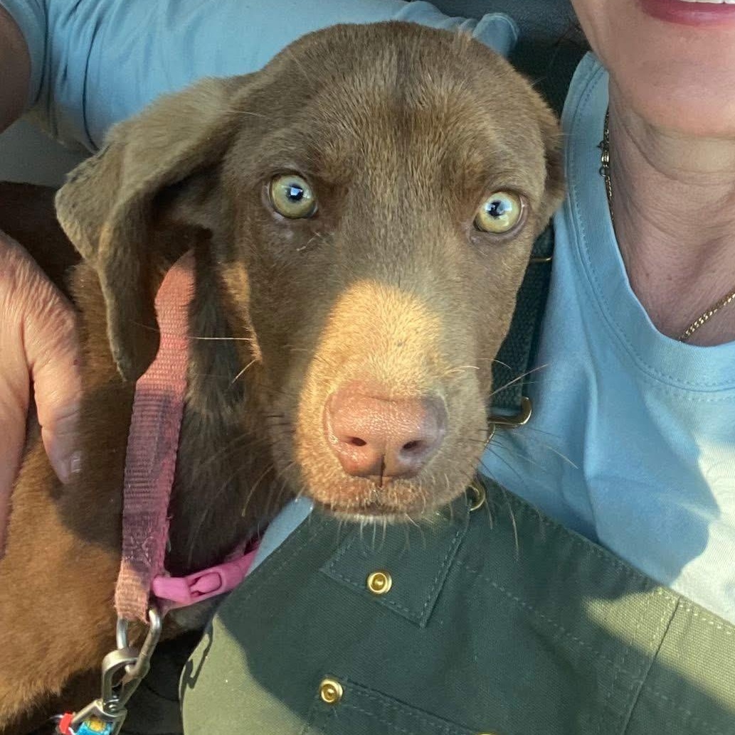 Enlarge Charlie Brown, a ADOPTABLE mixed breed in Bethlehem, PA image 5/6