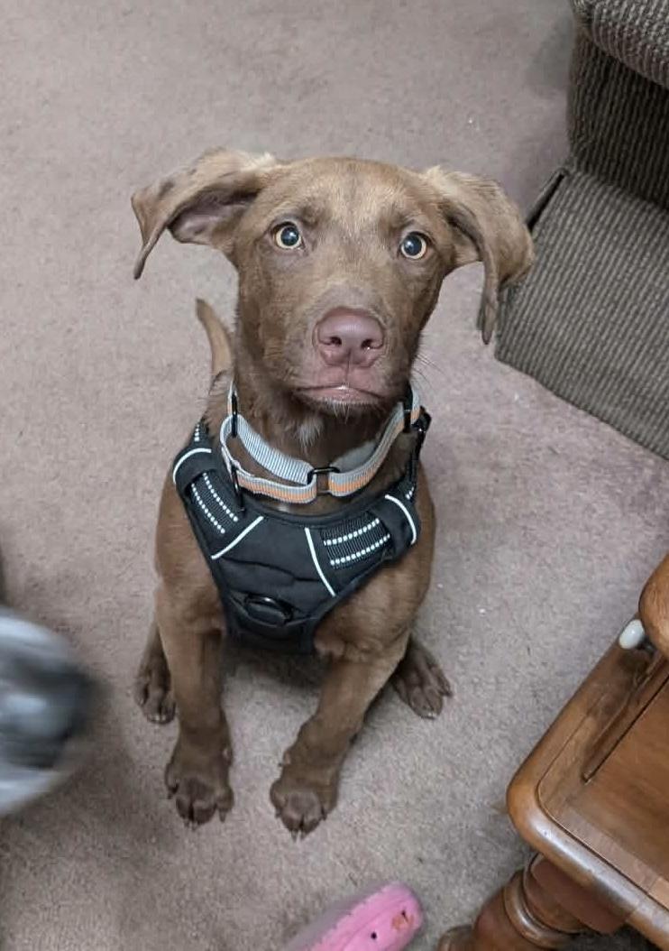 Enlarge Charlie Brown, an adopted mixed breed in Bethlehem, PA image 2/6