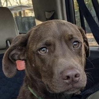 Enlarge Charlie Brown, a ADOPTABLE mixed breed in Bethlehem, PA image 1/6
