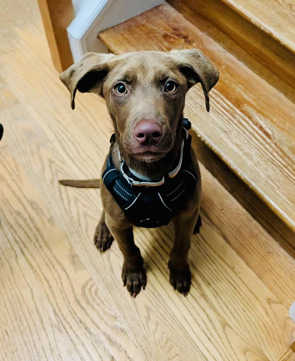 Charlie Brown, adopted, Young Male Chocolate Labrador Retriever & Pit Bull Terrier.