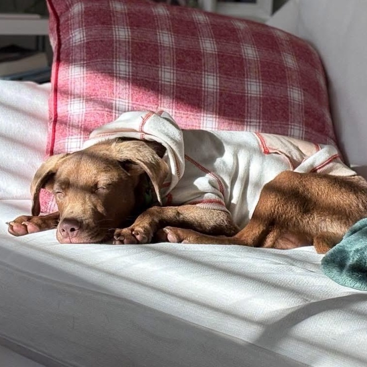 Enlarge Charlie Brown, a ADOPTABLE mixed breed in Bethlehem, PA image 3/6