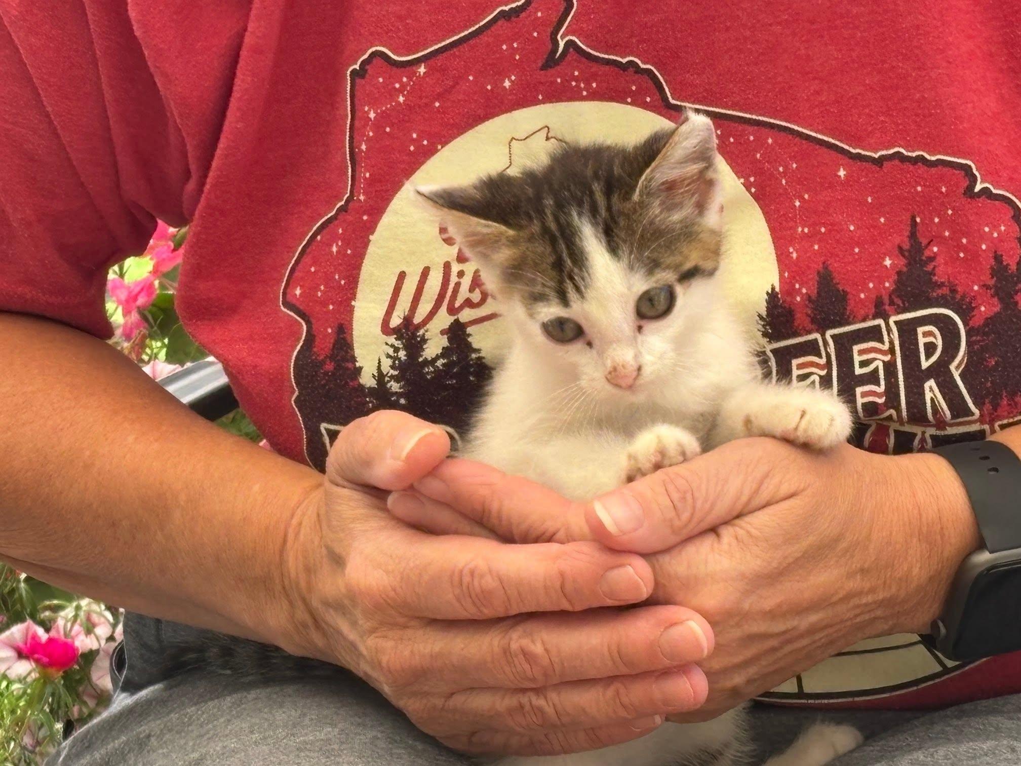 Buddy, a ADOPTABLE Domestic Short Hair in Decorah, IA image 2/5
