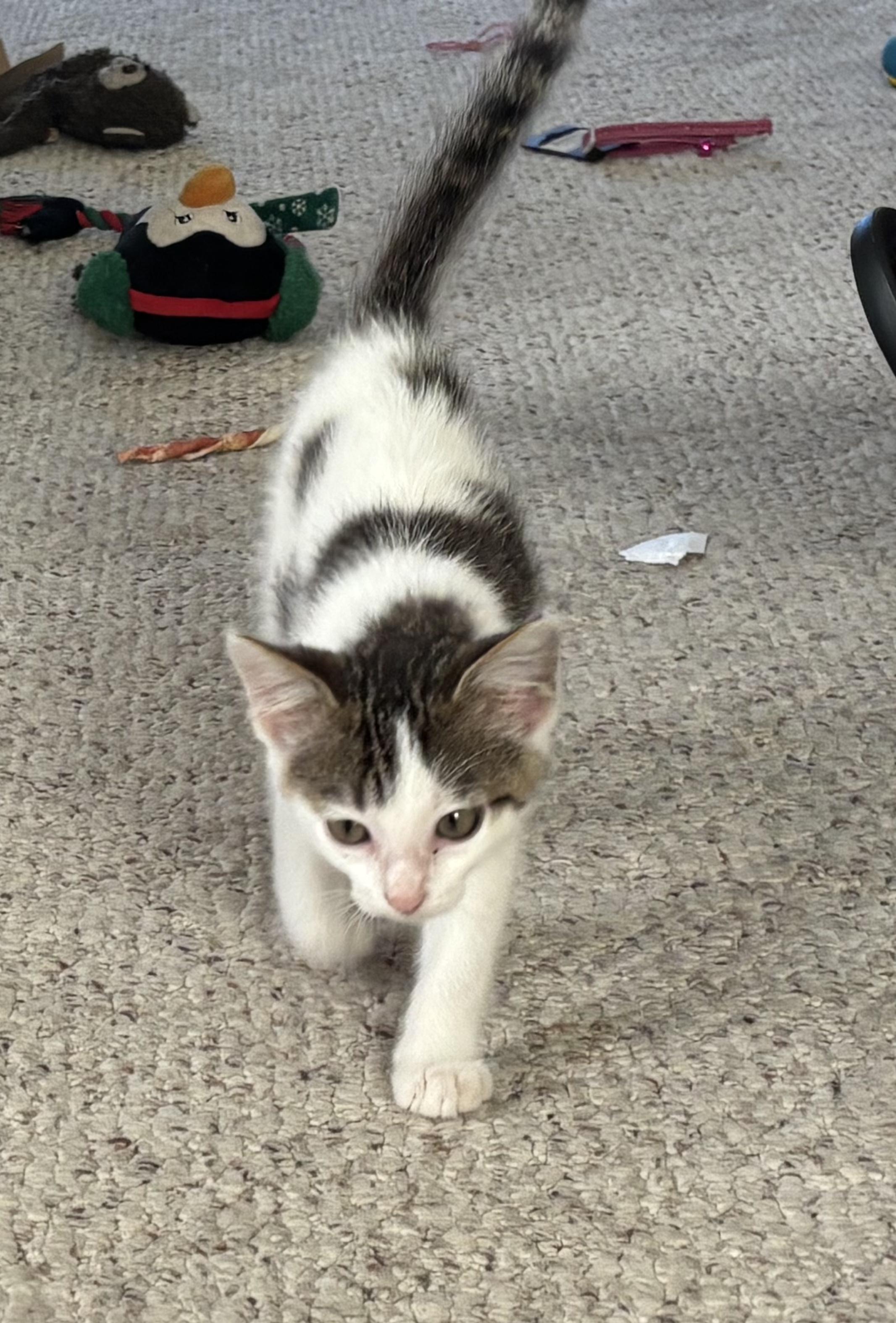 Enlarge Buddy, a Adopted Domestic Short Hair in Decorah, IA image 3/6