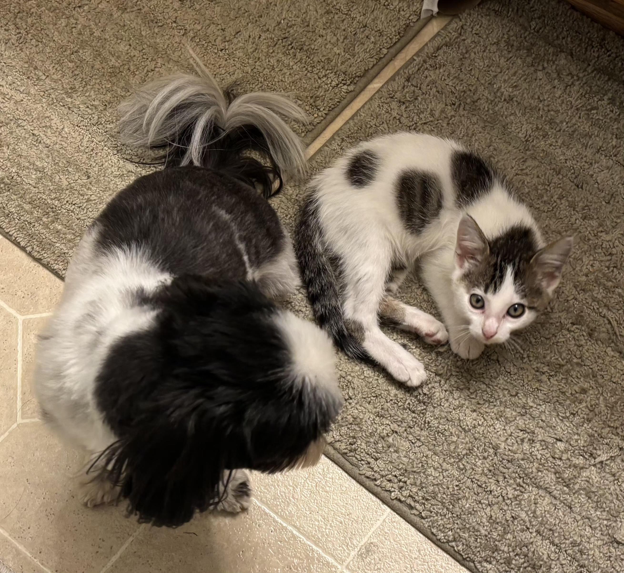 Enlarge Buddy, a Adopted Domestic Short Hair in Decorah, IA image 6/6