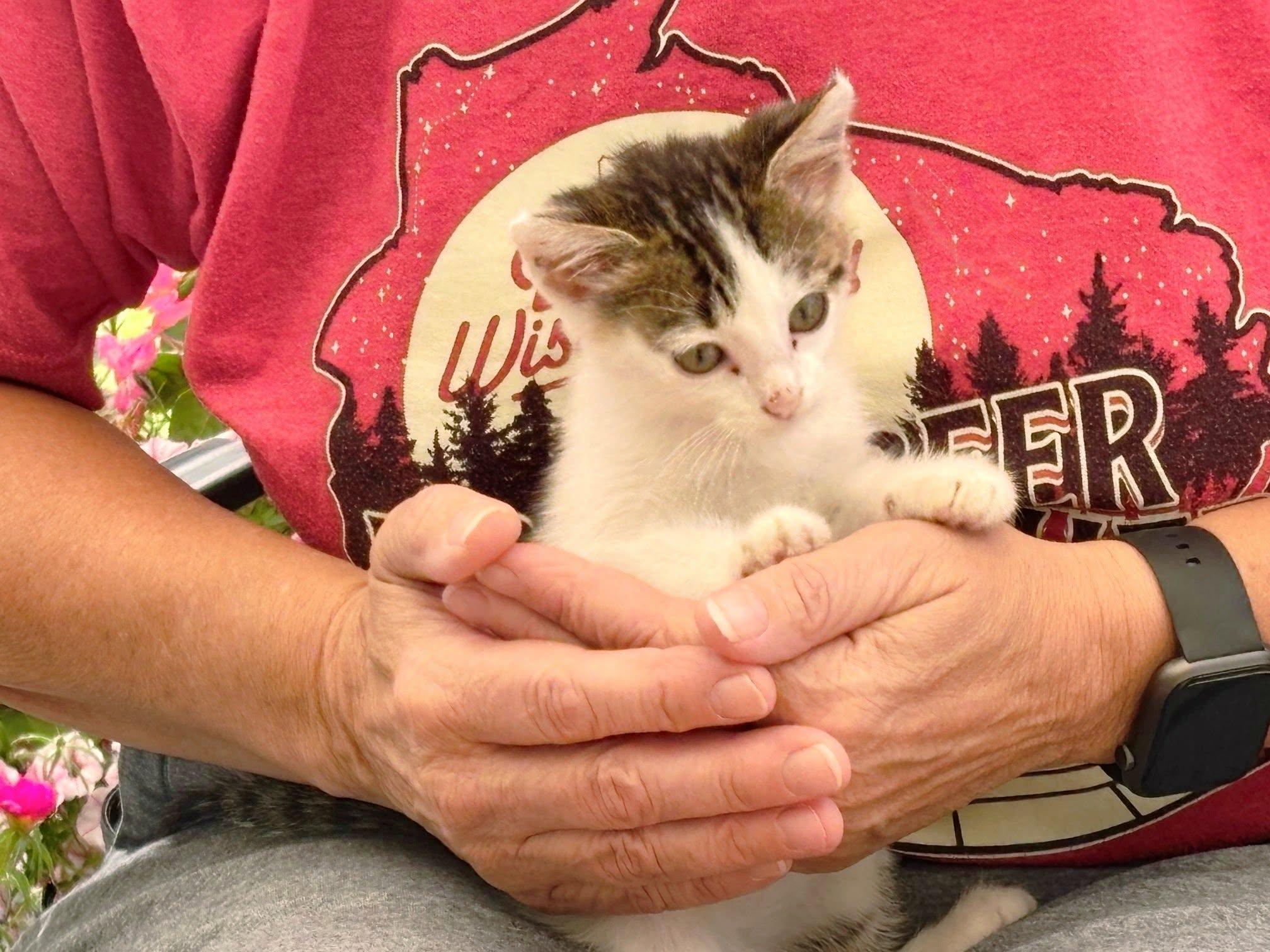 Buddy, ADOPTABLE, Kitten Male Domestic Short Hair.
