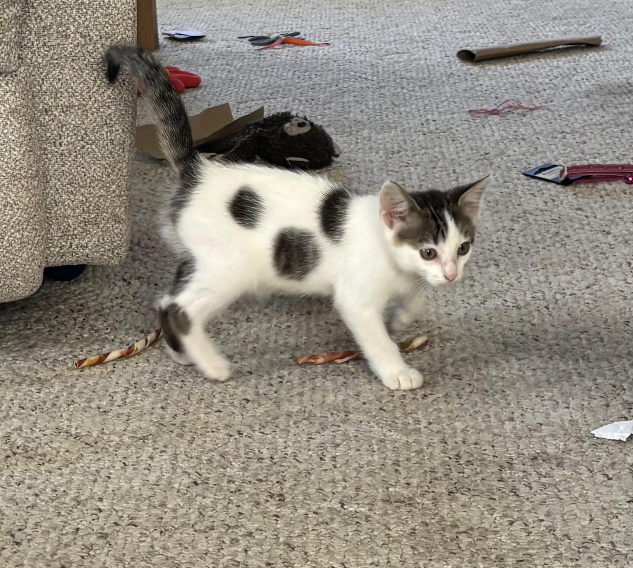 Enlarge Buddy, a Adopted Domestic Short Hair in Decorah, IA image 4/6
