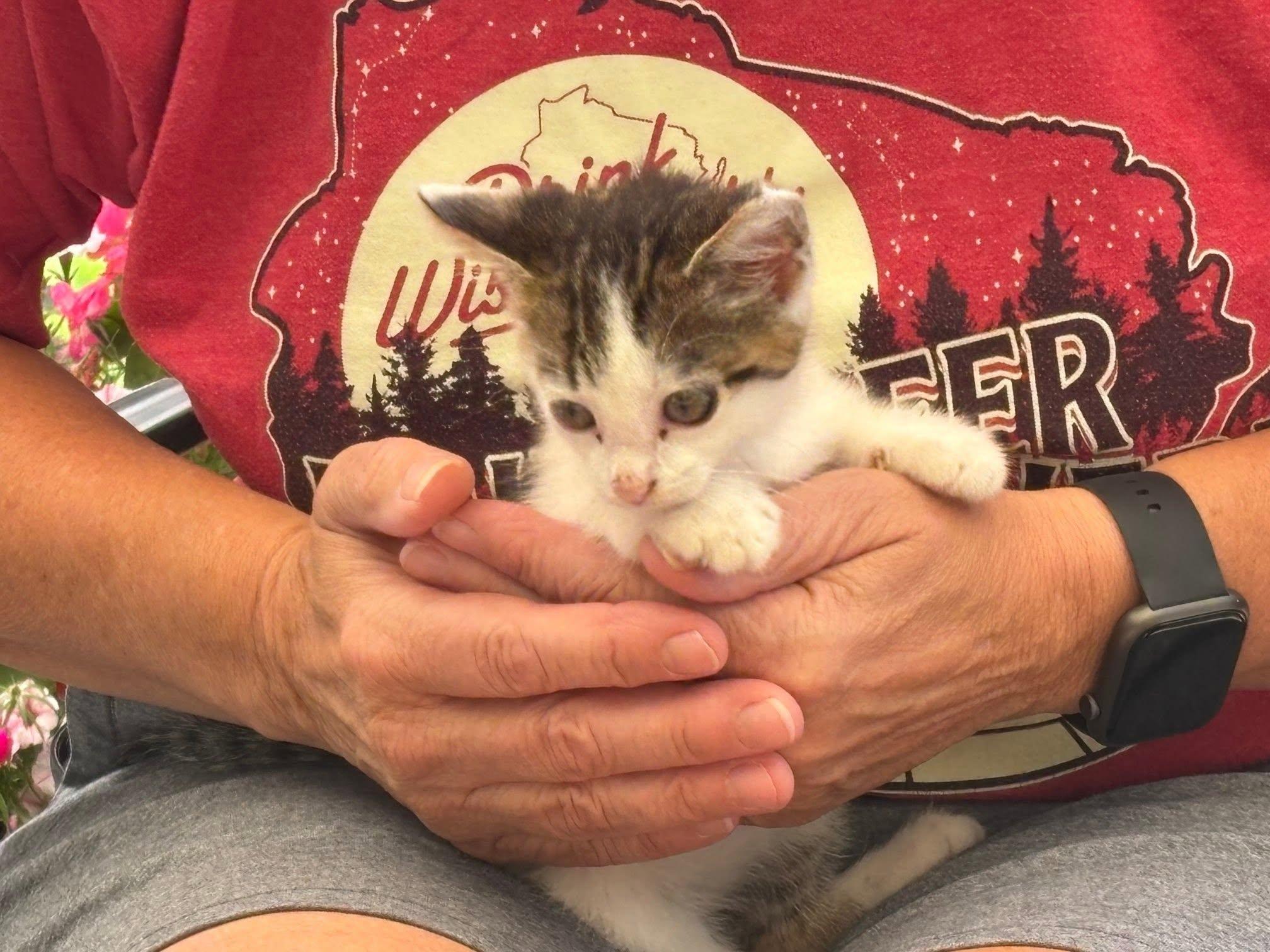 Buddy, a ADOPTABLE Domestic Short Hair in Decorah, IA image 3/5