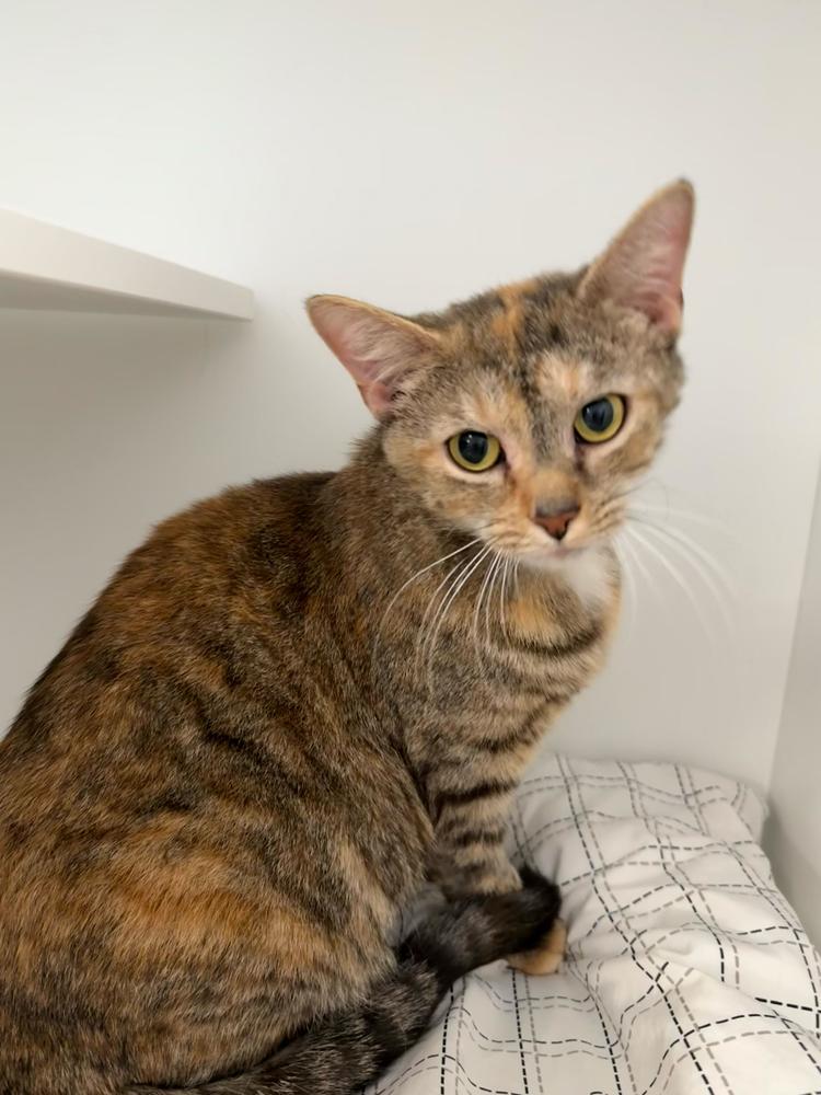 Sansa, a Adoptable mixed breed in Milltown, NJ image 1/2