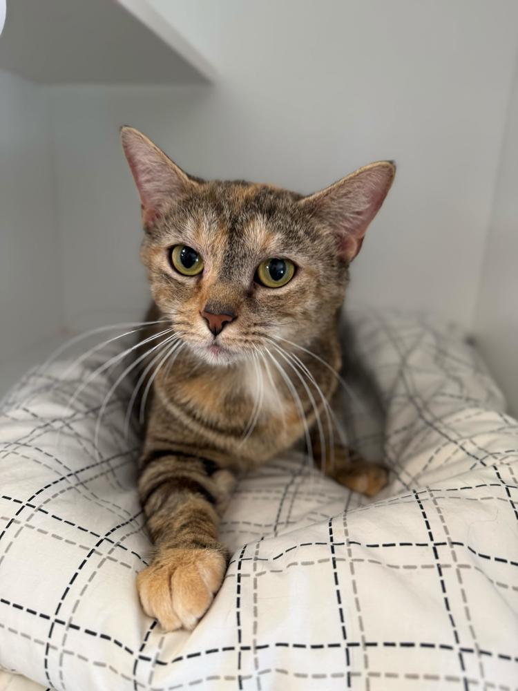 Sansa, a Adoptable mixed breed in Milltown, NJ image 2/2