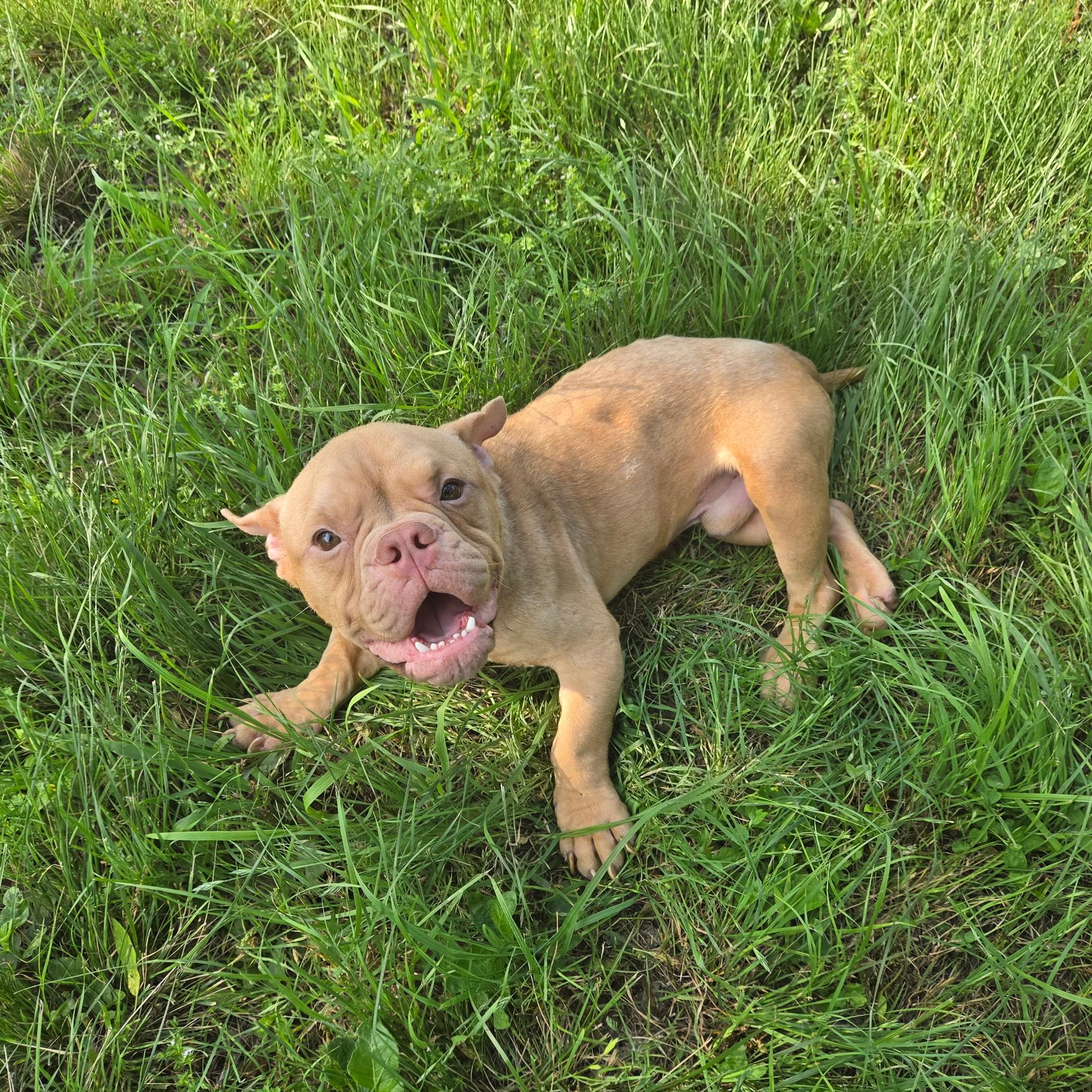 Enlarge Ron, a ADOPTABLE Bulldog in Austin, TX image 4/6