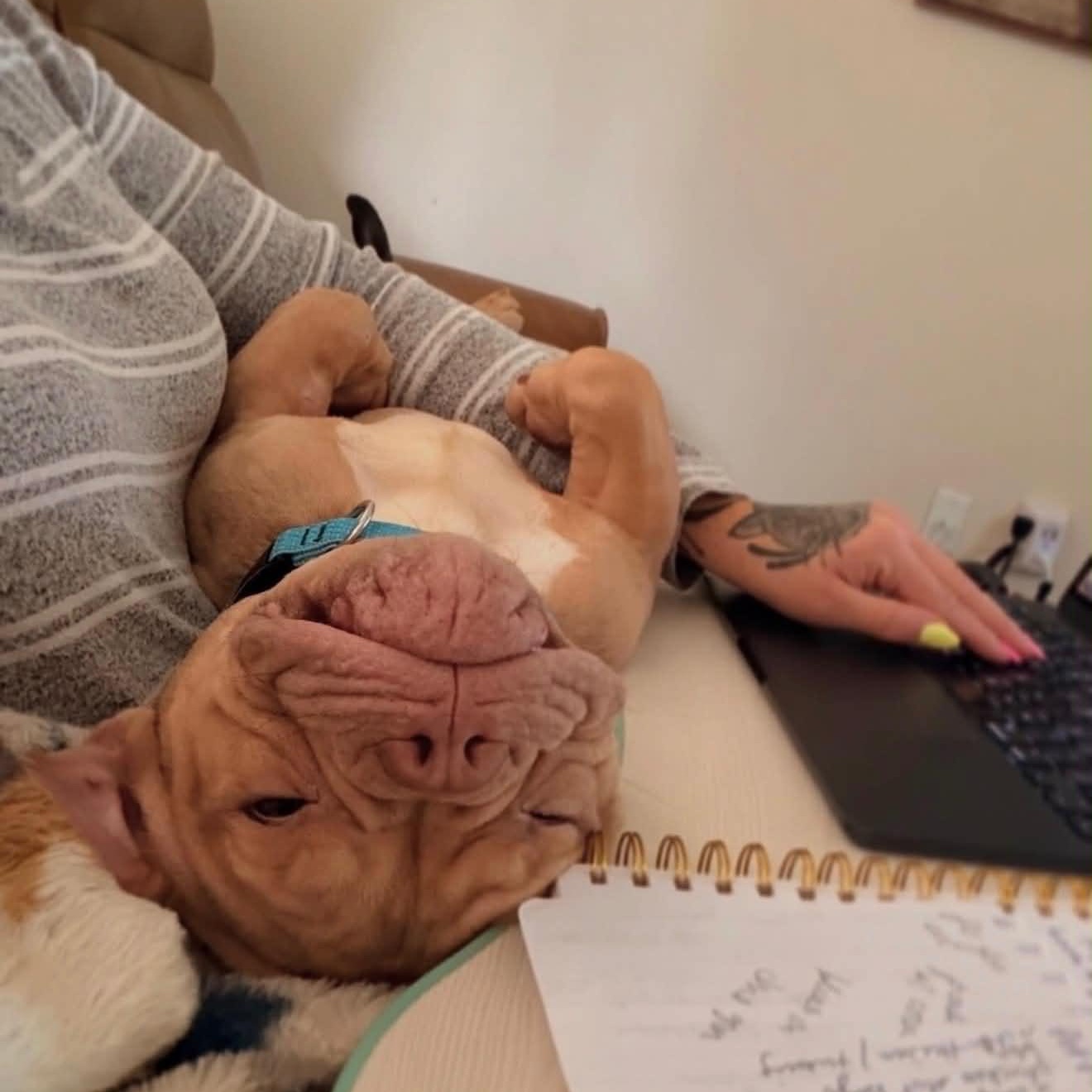 Enlarge Ron, a ADOPTABLE Bulldog in Austin, TX image 2/6