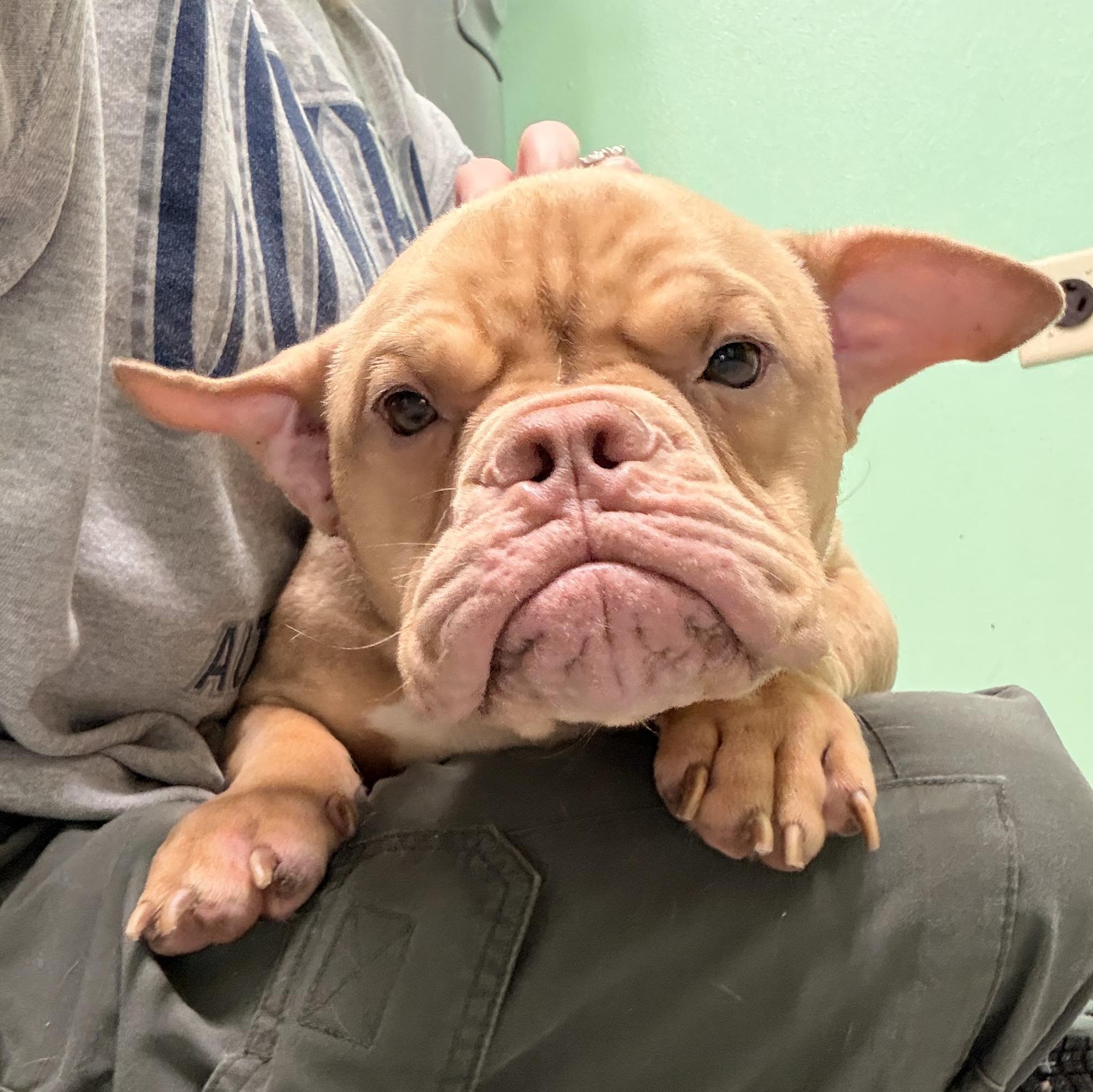Enlarge Ron, a ADOPTABLE Bulldog in Austin, TX image 3/6