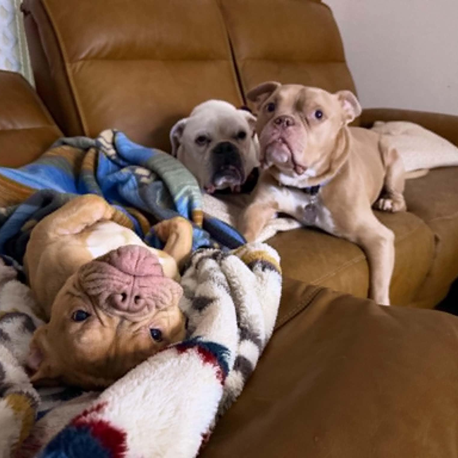 Enlarge Ron, a ADOPTABLE Bulldog in Austin, TX image 6/6