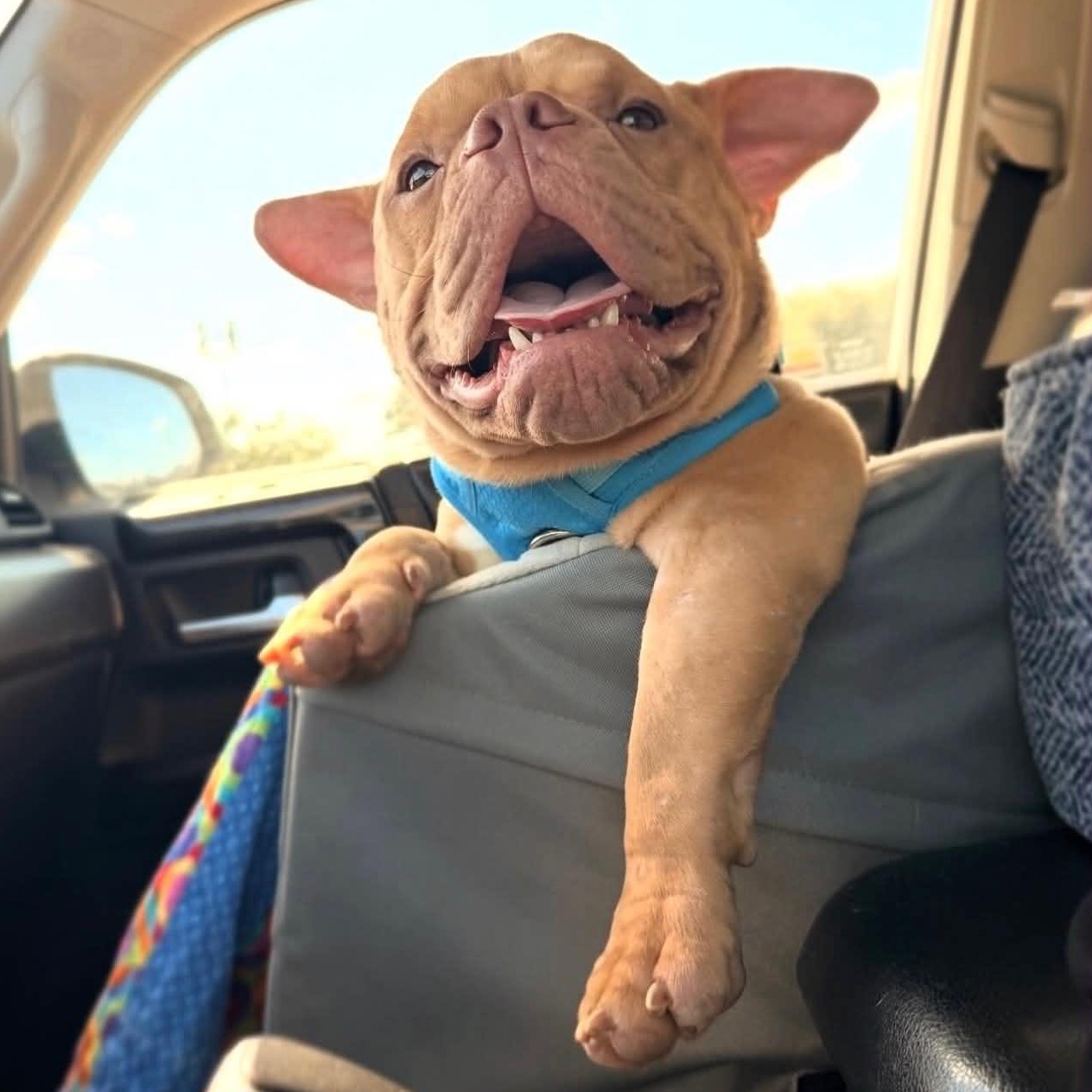 Enlarge Ron, a ADOPTABLE Bulldog in Austin, TX image 1/6