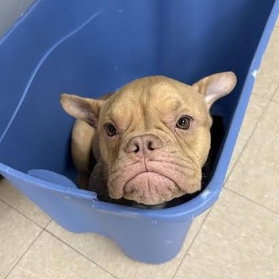 Enlarge Ron, a ADOPTABLE Bulldog in Austin, TX image 5/6