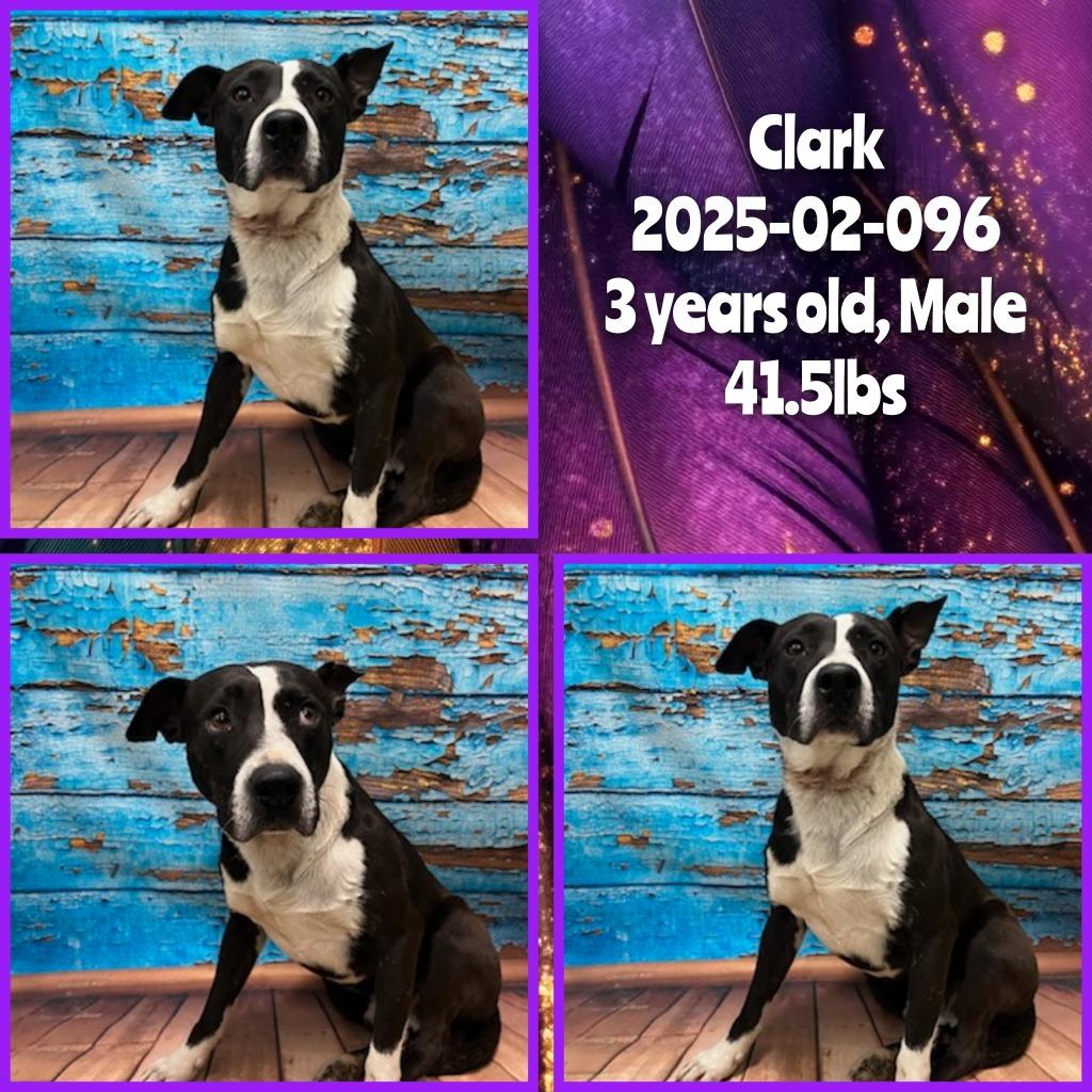 Enlarge 2025-02-096 *Clark*, a Adoptable Labrador Retriever in Winder, GA image 1/2