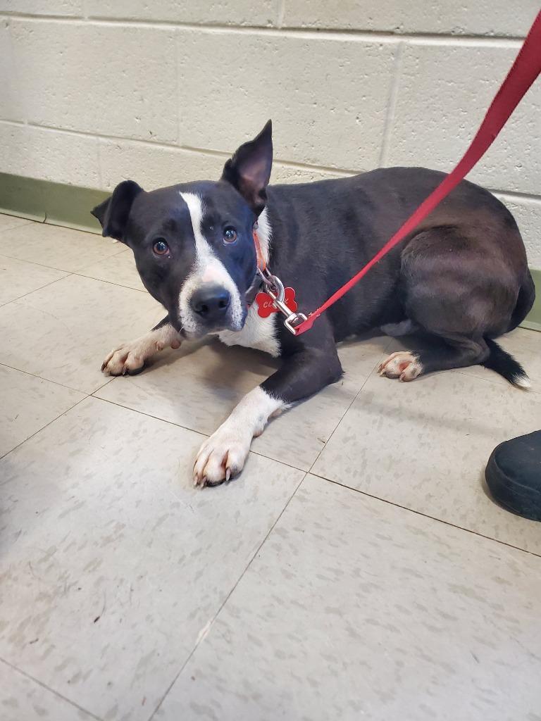 Enlarge 2025-02-096 *Clark*, a Adoptable Labrador Retriever in Winder, GA image 2/2