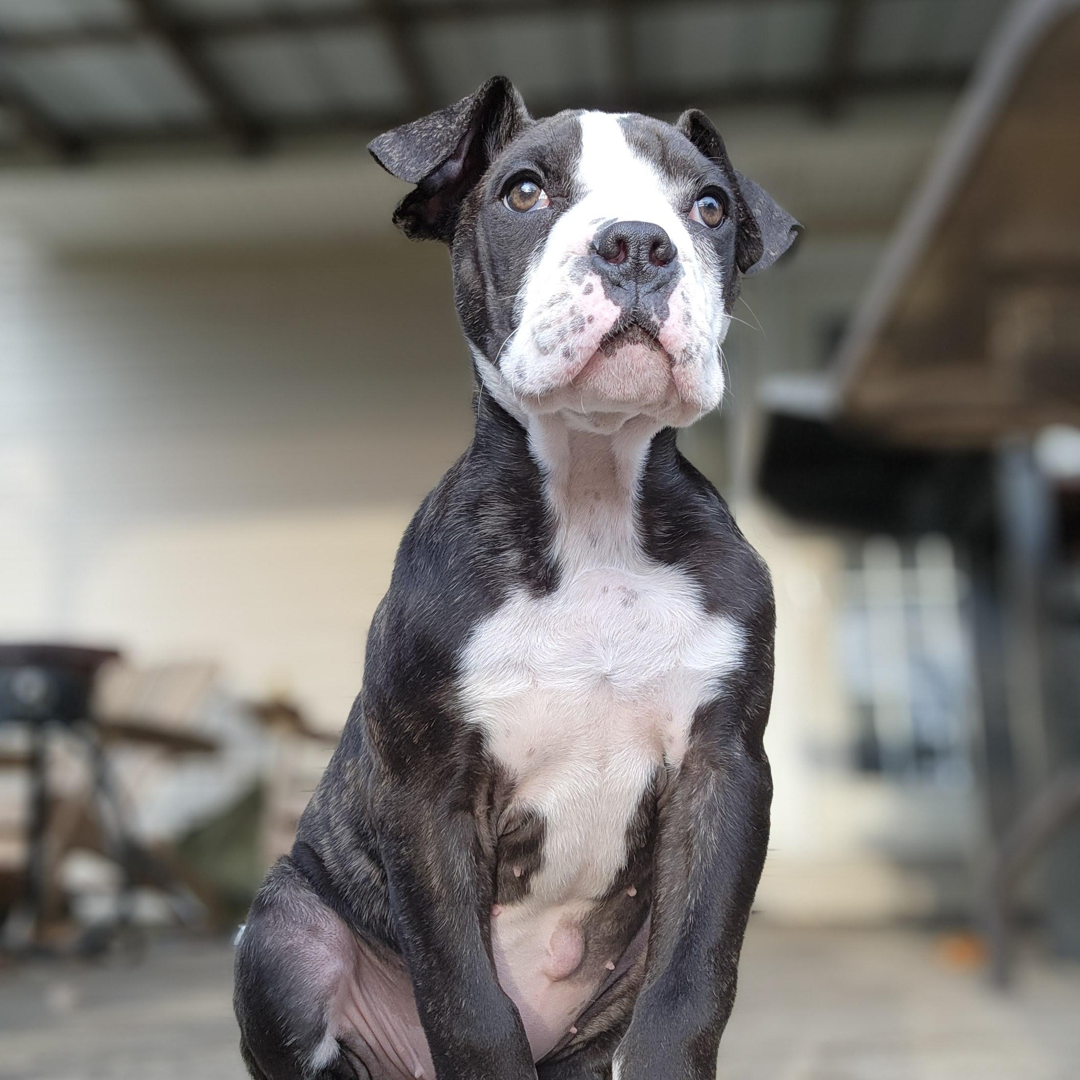 Petunia, Adoptable, Puppy Female Boxer & American Bulldog.