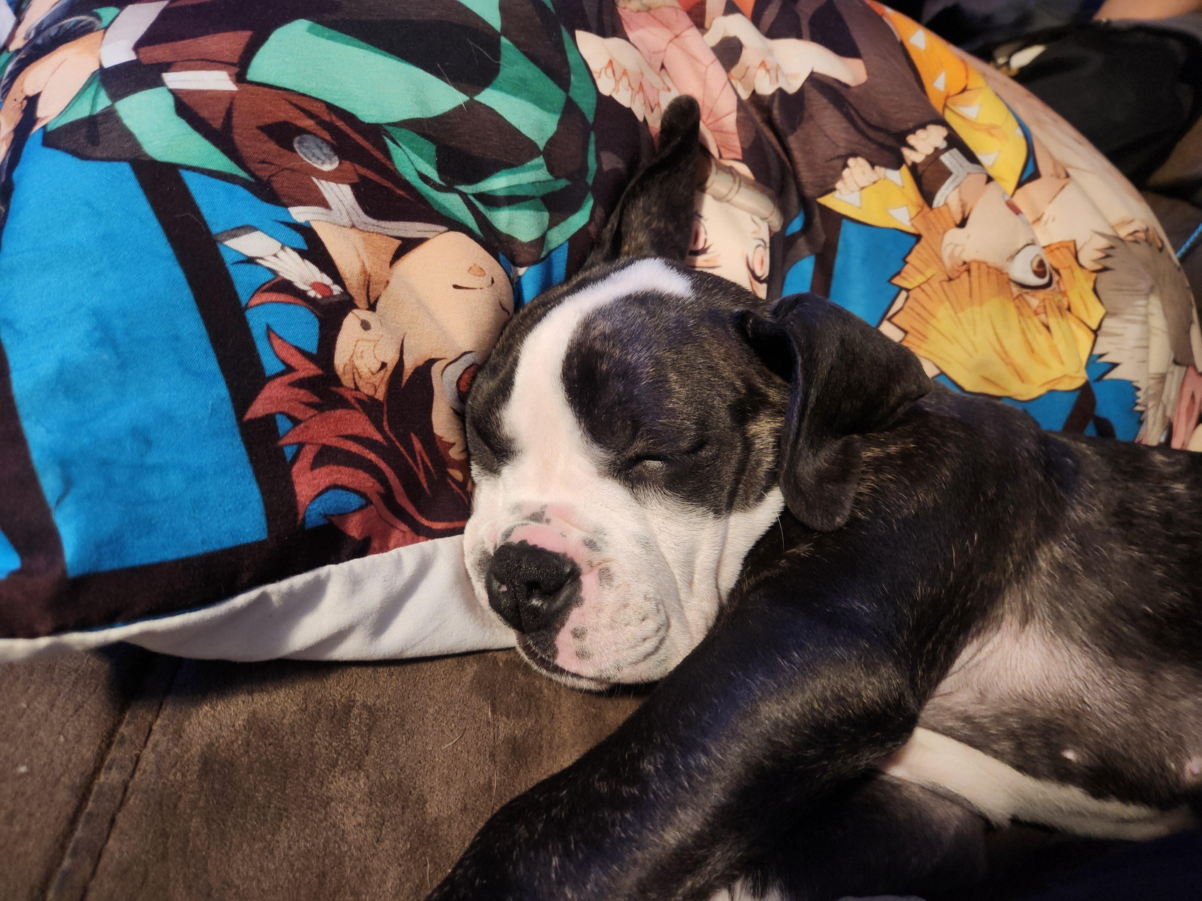 Petunia, a Adoptable mixed breed image 4/6