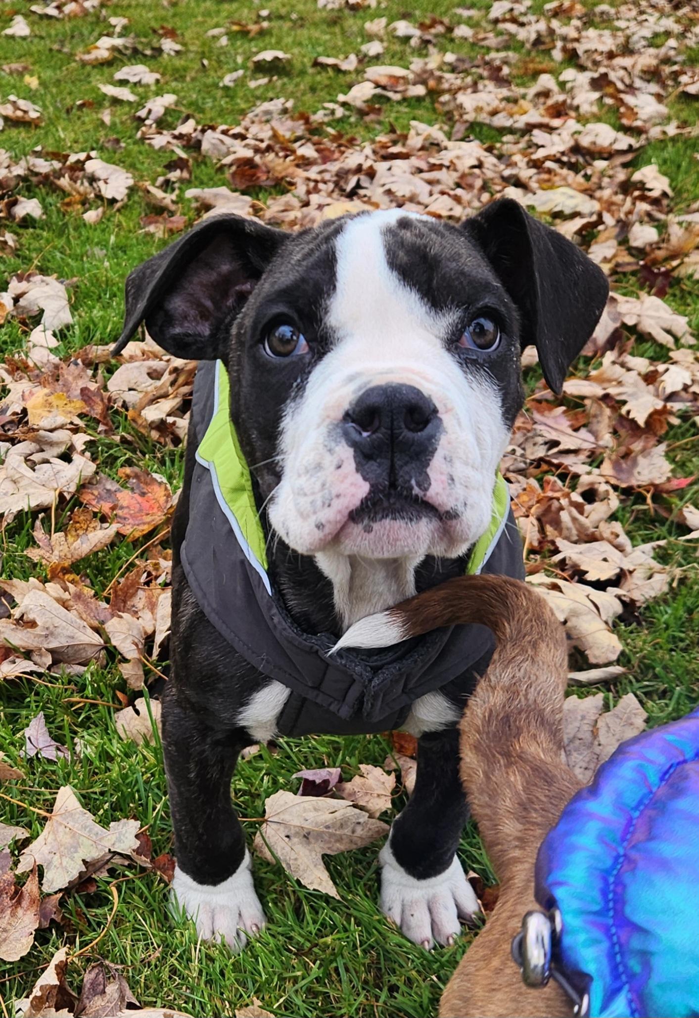 Petunia, Adoptable, Puppy Female Boxer & American Bulldog.