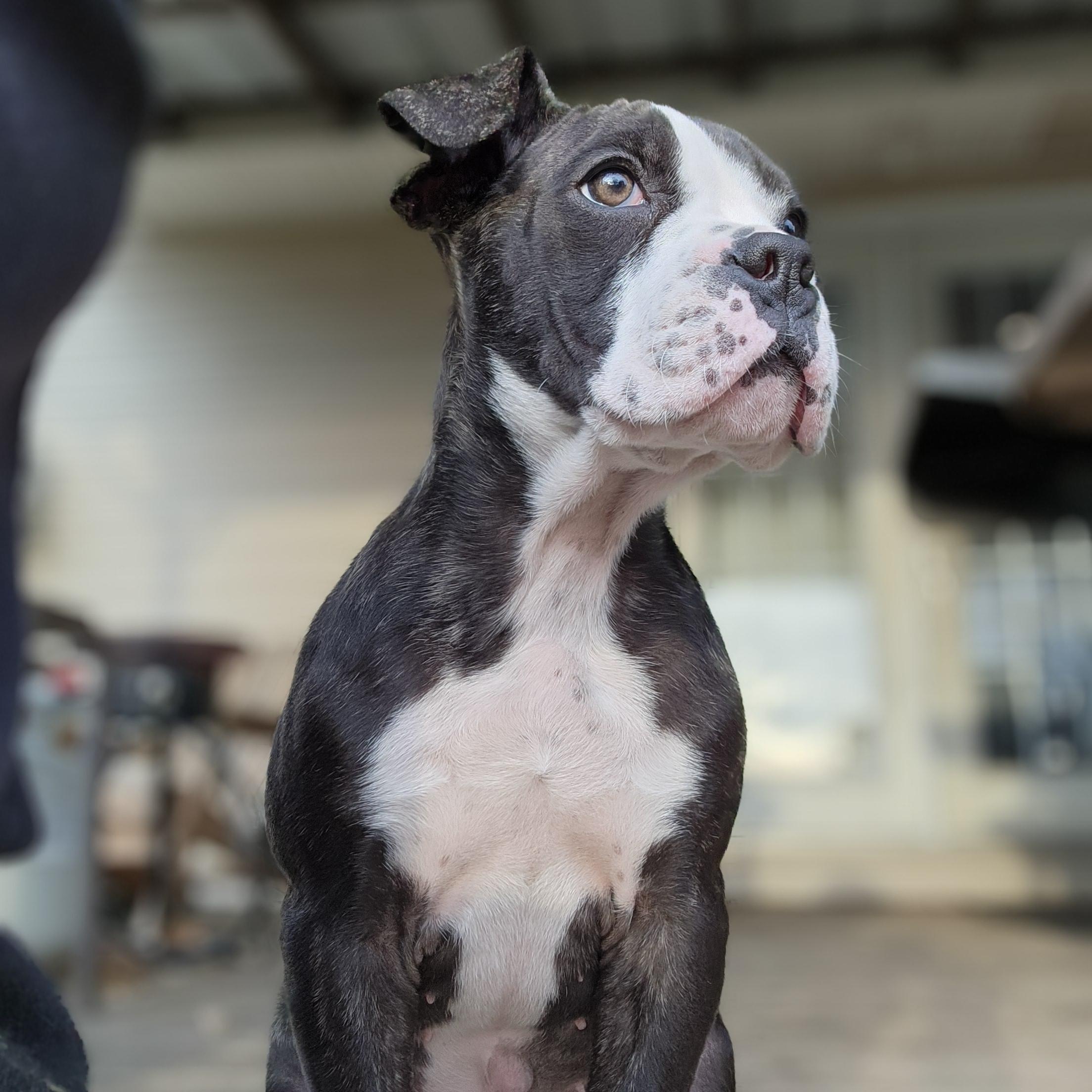 Petunia, a Adoptable mixed breed image 5/6