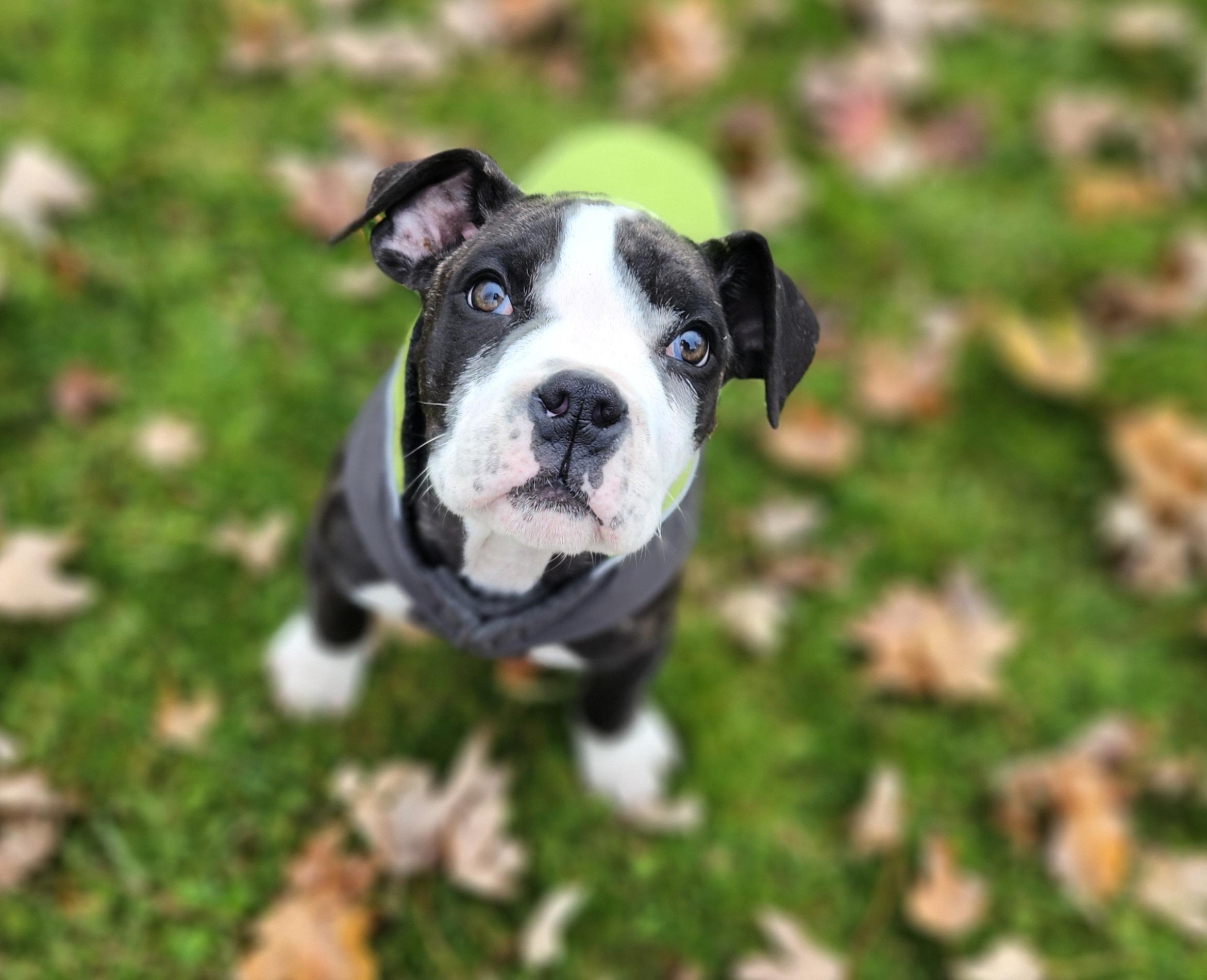 Petunia, a Adoptable mixed breed image 3/6