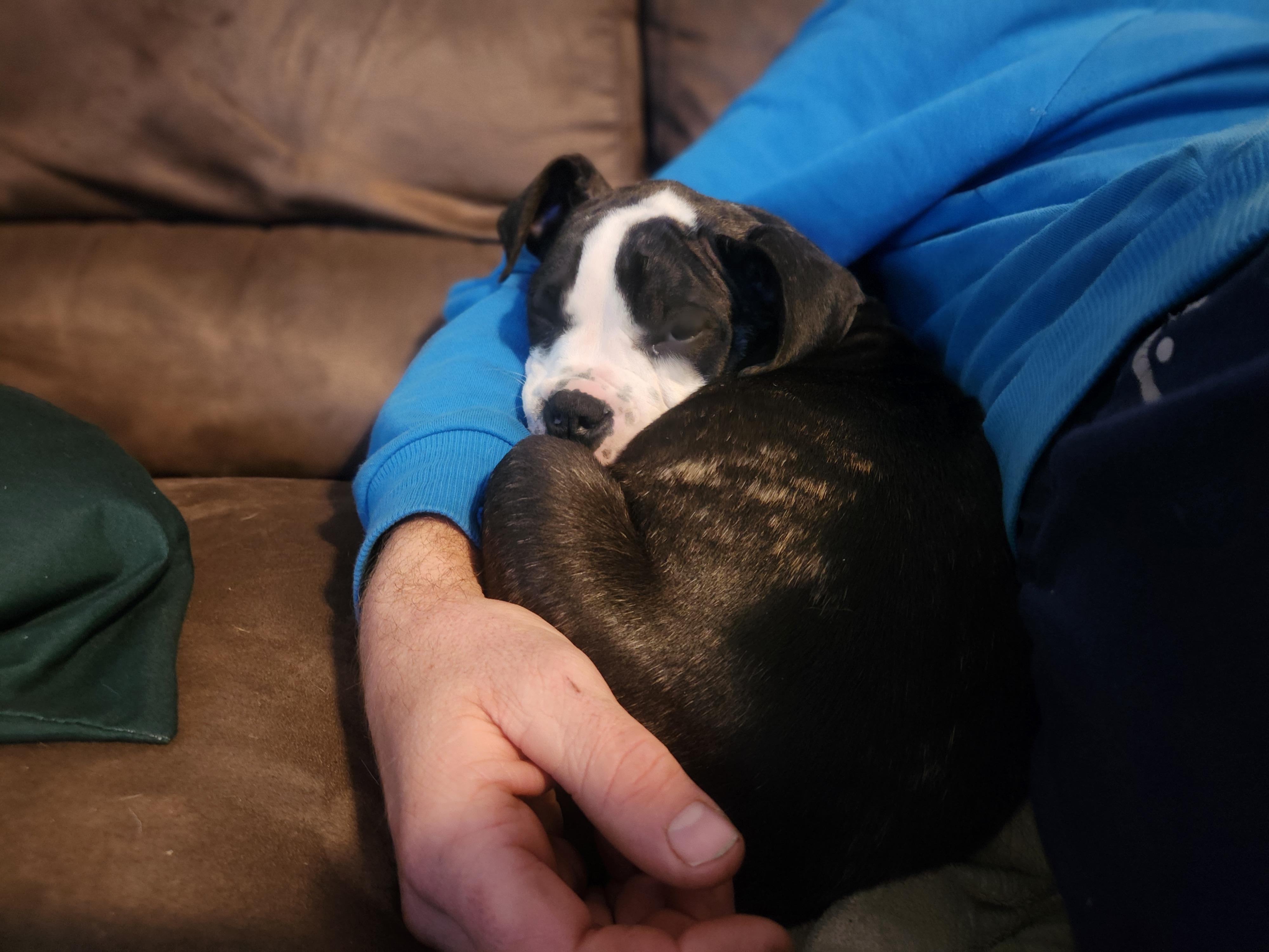 Petunia, a Adoptable mixed breed image 6/6