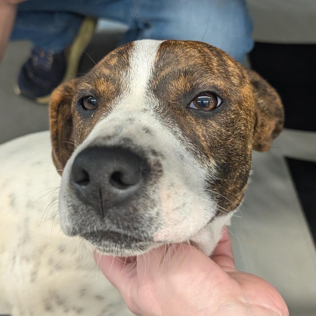 Enlarge Remi (Firearms Litter), a Adoptable mixed breed in Lenoir, NC image 1/6