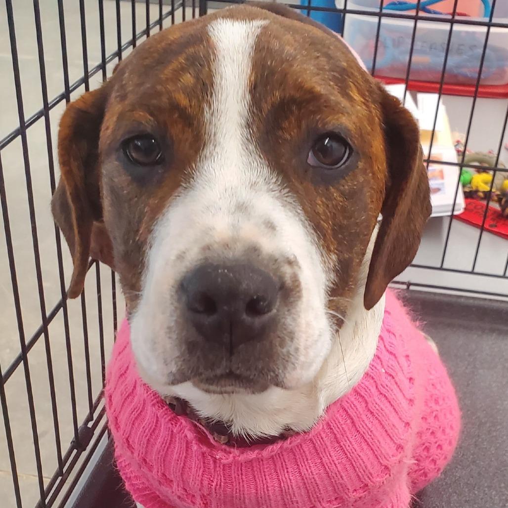 Enlarge Remi (Firearms Litter), a Adoptable mixed breed in Lenoir, NC image 1/2