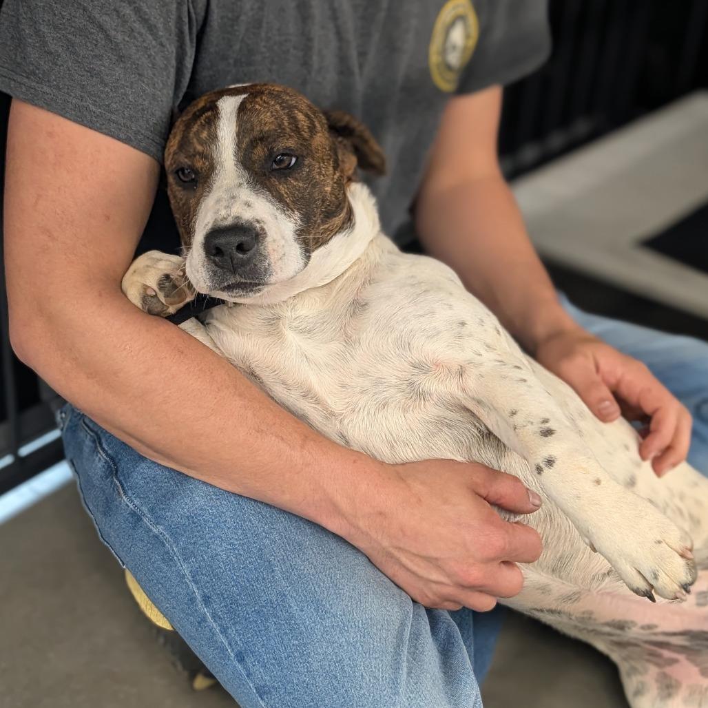 Enlarge Remi (Firearms Litter), a Adoptable mixed breed in Lenoir, NC image 3/6
